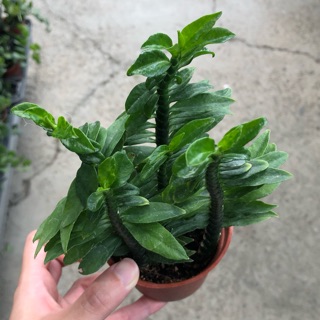 多肉植物青龍的拍賣價格 飛比價格