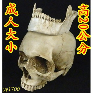 骨骼模型的拍賣價格 飛比價格